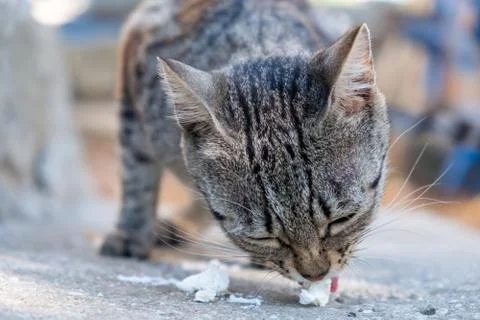 Gray cat in front of the house eats cheese Stock Photos