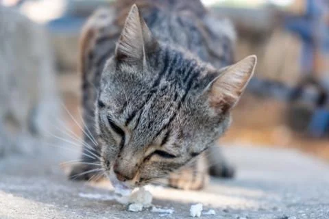 Gray cat in front of the house eats cheese Stock Photos