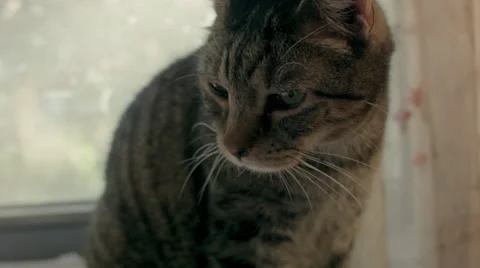 Gray Cat in Front of Window, Close Up Stock Footage 39104001
