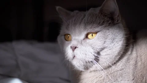 Gray Cat Gazing in Sunlight Stock Footage 312008783