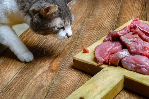 Gray cat gently steals a piece of fresh meat from the cutting Board. Feed the Stock-Fotos