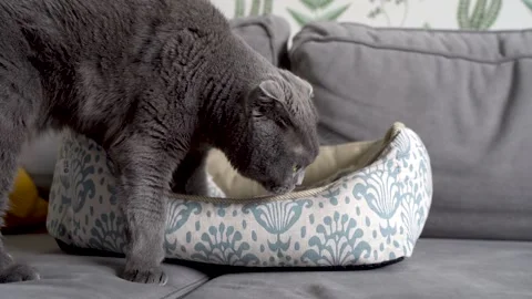 Gray cat gets acquainted with a new soft bed, sniffs it Stock Footage 151038572