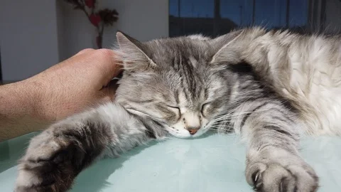 Gray cat gets caressed in the garden Stock Footage 126227982