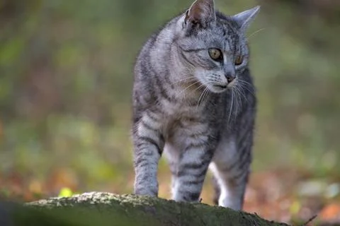 The gray cat goes to the forest. Fallen leaves in autumn. Stock Photos
