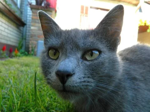 Gray cat in the grass Stock Photos