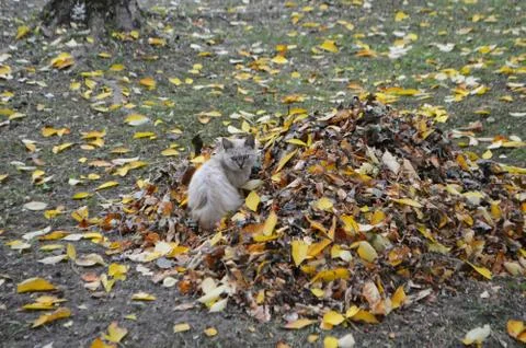 Gray cat on the grass Stock Photos
