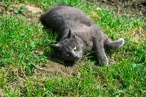 Gray cat in the grass Stock Photos