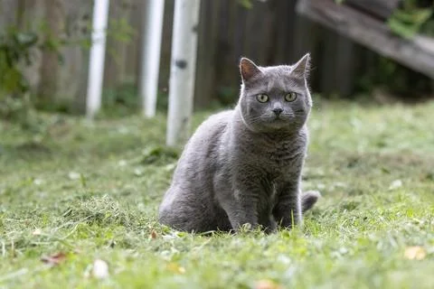 Gray cat on the grass Stock Photos