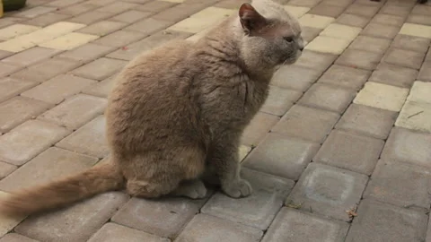 Gray cat on gray paving slab Stock Footage 113520105