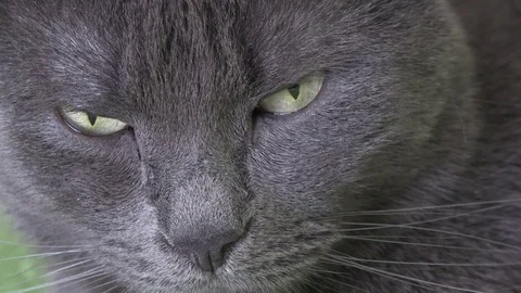 Gray cat with green eyes, close up Stock Footage 79274207