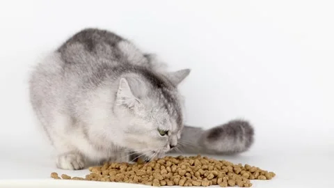 Gray cat with green eyes eats dry food 스톡 동영상 220305207