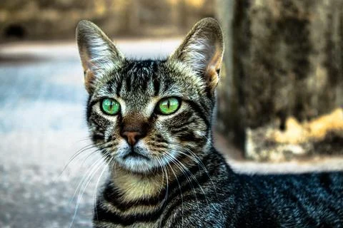 Gray cat with Green Eyes Stock Photos