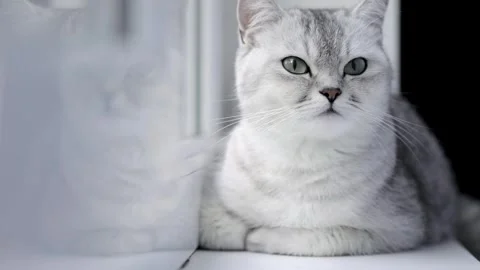 Gray cat with green eyes sits on a light background Stock Footage 246897113