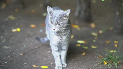 A gray cat with green eyes sits on the ground. Stock Footage 256173361