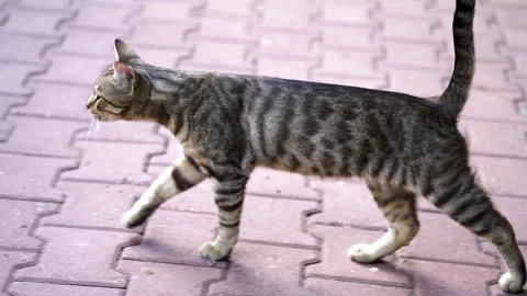 A gray cat with green eyes is walking down the street. Stock Footage 256168233