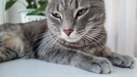 A gray cat with greenery sleeps on the windowsill. Natural daylight. Stock-Footage 168452054