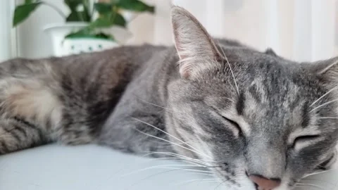 A gray cat with greenery sleeps on the windowsill. Natural daylight. Stock-Footage 168452055