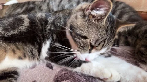 A gray cat is grooming its paw peacefully at home on a sunny day Stock Footage 313683306