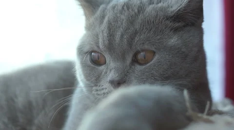 Gray cat hamming Stockbeeldmateriaal 45588449