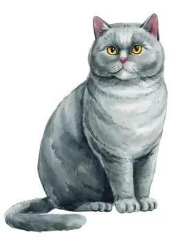 Gray Cat hand drawing on an isolated white background. Animal watercolor Stock Illustration