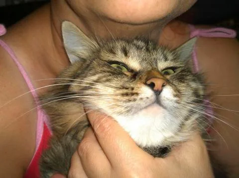 Gray cat in hand Foto stock