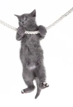Gray cat hanging on rope Stock Photos