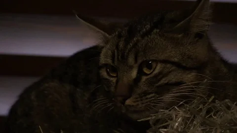 Gray cat on hay Stock Footage 77462066