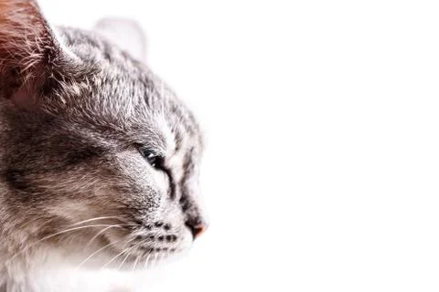 Gray cat head Stock Photos