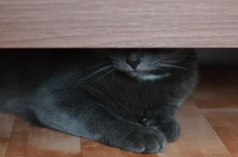 The gray cat hid under the bed. Close-up. Stock Photos