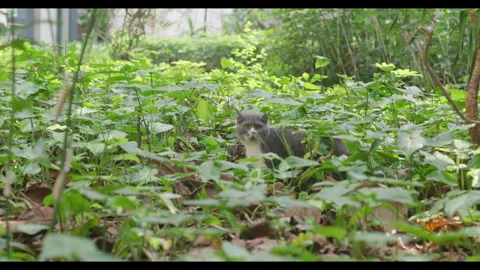 Gray Cat Hiding in Dense Green Foliage, No People Stock Footage 330414653
