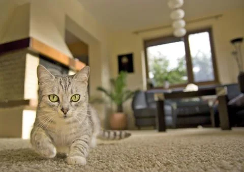 Gray cat at home Stock Photos