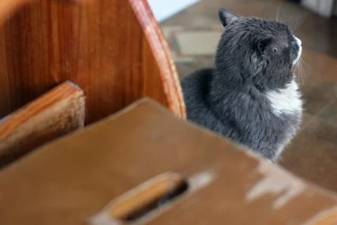 Gray cat in the house Stock Photos