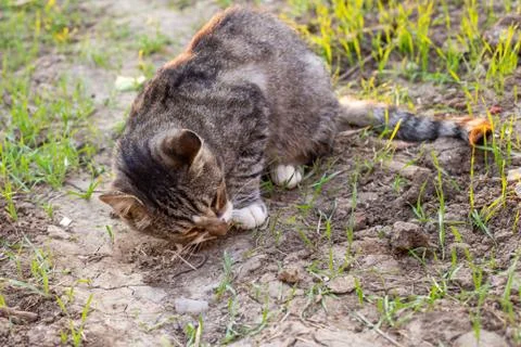Gray cat hunter caught a mouse and eats it. Basic instinct in animals Stock Photos