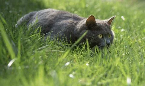 Gray cat hunting in grass Stock Photos