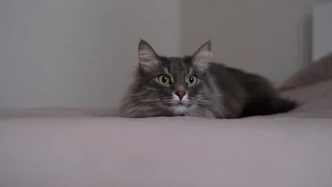 A gray cat hunts for a toy on a bed in sleeping room. Stock Footage 263449664