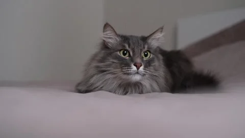 A gray cat hunts for a toy on bed in a sleeping room. Stock Footage 263449707