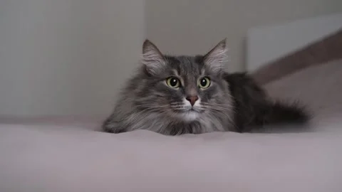 A gray cat hunts for a toy on a bed in a sleeping room. Stockbeeldmateriaal 263449710