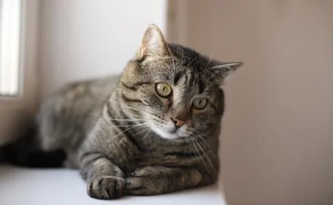 The gray cat is importantly lying on the quiet. Beautiful cat lies Stock Photos