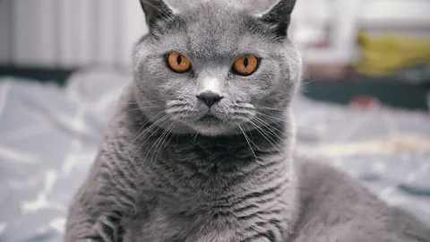 Gray cat with intense orange eyes Stock Footage 312005193
