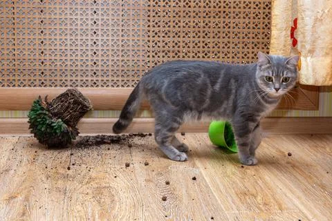 Gray cat interacts with a green ball near a tipped-over potted plant on a woo Stock Photos