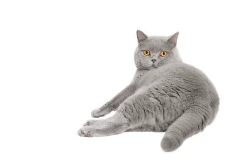 Gray cat isolated Stock Photos