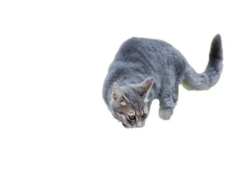 Gray cat isolated on white background Fotos Stock