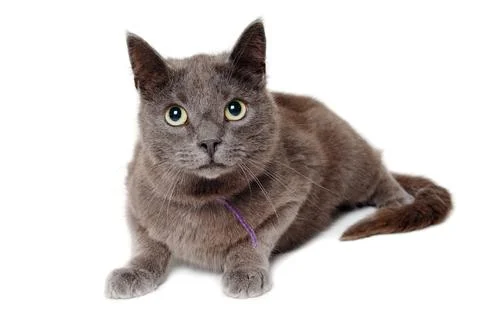 Gray cat on a isolated white background. Stock Photos