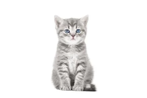 Gray cat on isolated white background Stock Photos