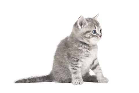 Gray cat on isolated white background Stock Photos
