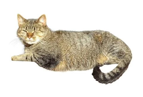 Gray cat isolated on white background Fotos de archivo