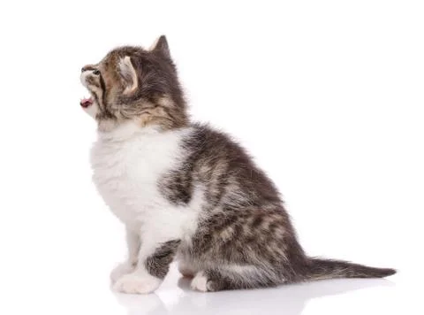 The gray cat isolated on a white Stock Photos