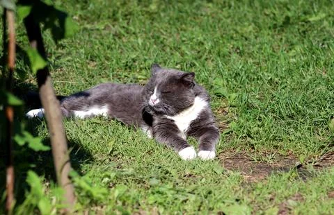 Gray cat, with its front paws drawn out sleeps Stock Photos