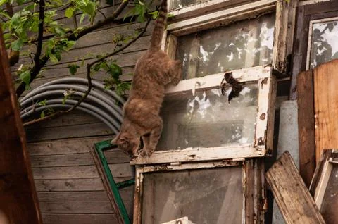 Gray cat is jumping down. Pet on the street in the countryside. Stock Photos
