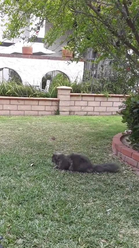 Gray cat jumping mid air slow motion in garden outdoor Video stock 333077195